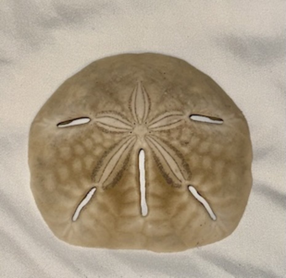Sanddollar